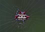 12th Apr 2011 - Red Spiny Orb Spider
