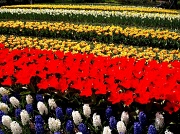 9th May 2012 - Keukenhof Flowers