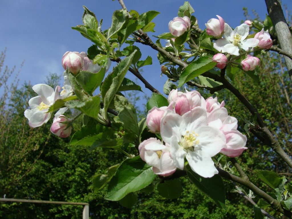 Apple blossom on the allotment by busylady
