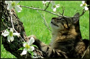 12th Apr 2011 - Take time to stop and smell the flowers!