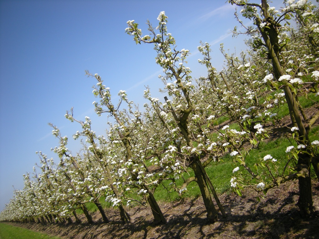 Apple orchard 2 by pyrrhula