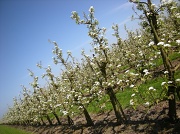 12th Apr 2011 - Apple orchard 2