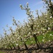 Apple orchard 2 by pyrrhula
