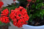 12th Apr 2011 - Red flower