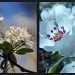 pear blossom by miranda