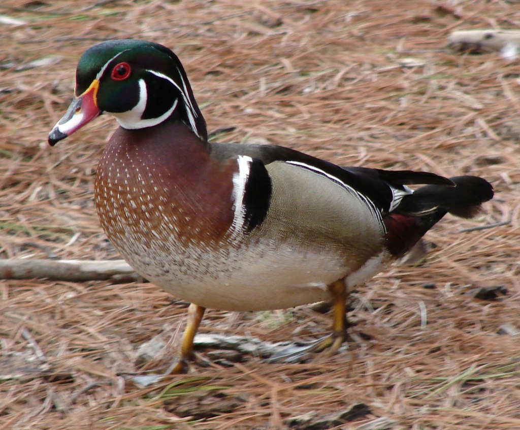 Wood Duck by brillomick