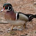 Wood Duck by brillomick