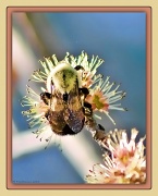 12th Apr 2011 - Bumblebee 