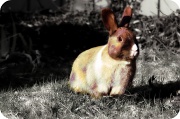 12th Apr 2011 - Escaped Easter bunny.
