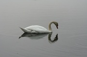 12th Apr 2011 - Solo Swan