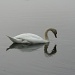 Solo Swan by falcon11