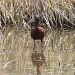 White-faced Ibis by robv