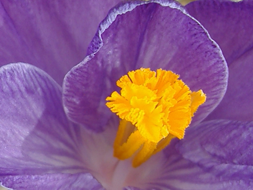 Close up of purple crocus by dianezelia