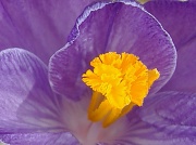 13th Apr 2011 - Close up of purple crocus
