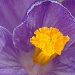 Close up of purple crocus by dianezelia