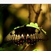 Elusive Butterfly by bella_ss