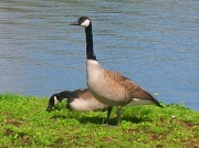 13th Apr 2011 - Canadian Geese