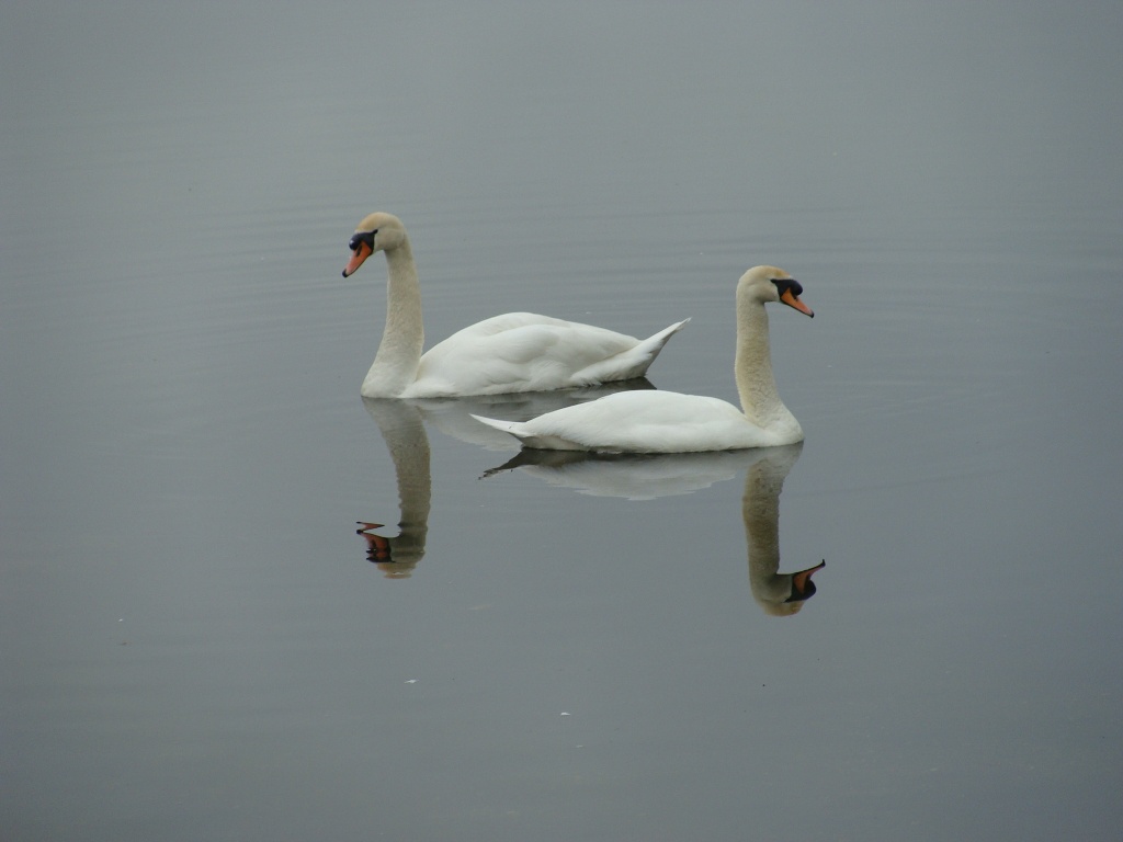 Posing swans by busylady