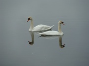 13th Apr 2011 - Posing swans
