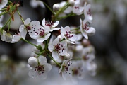 13th Apr 2011 - Callery Pear Tree in Bloom
