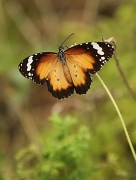 13th Apr 2011 - Danaid Eggfly Butterfly (female)