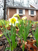 13th Apr 2011 - The Daffodil