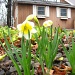 The Daffodil by olivetreeann