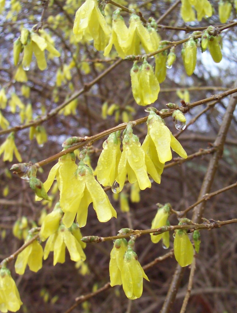 Yellow Flowers by julie