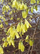 11th Apr 2011 - Yellow Flowers
