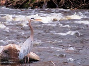 13th Apr 2011 - Great blue heron