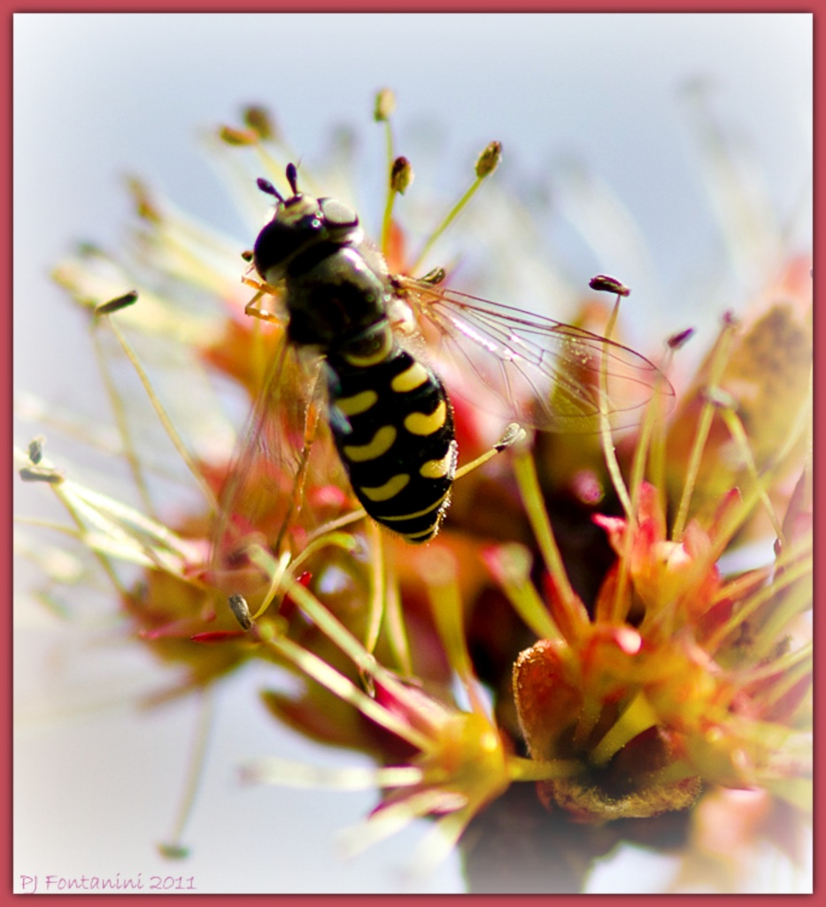 Bee-utiful by bluemoon