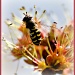 Bee-utiful by bluemoon