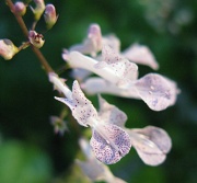 14th Apr 2011 - Small Orchid-like flower (1cm long)