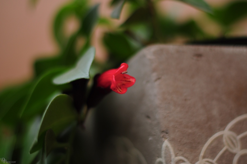 Peeking flower by dora