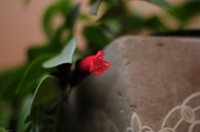 13th Apr 2011 - Peeking flower