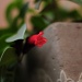 Peeking flower by dora