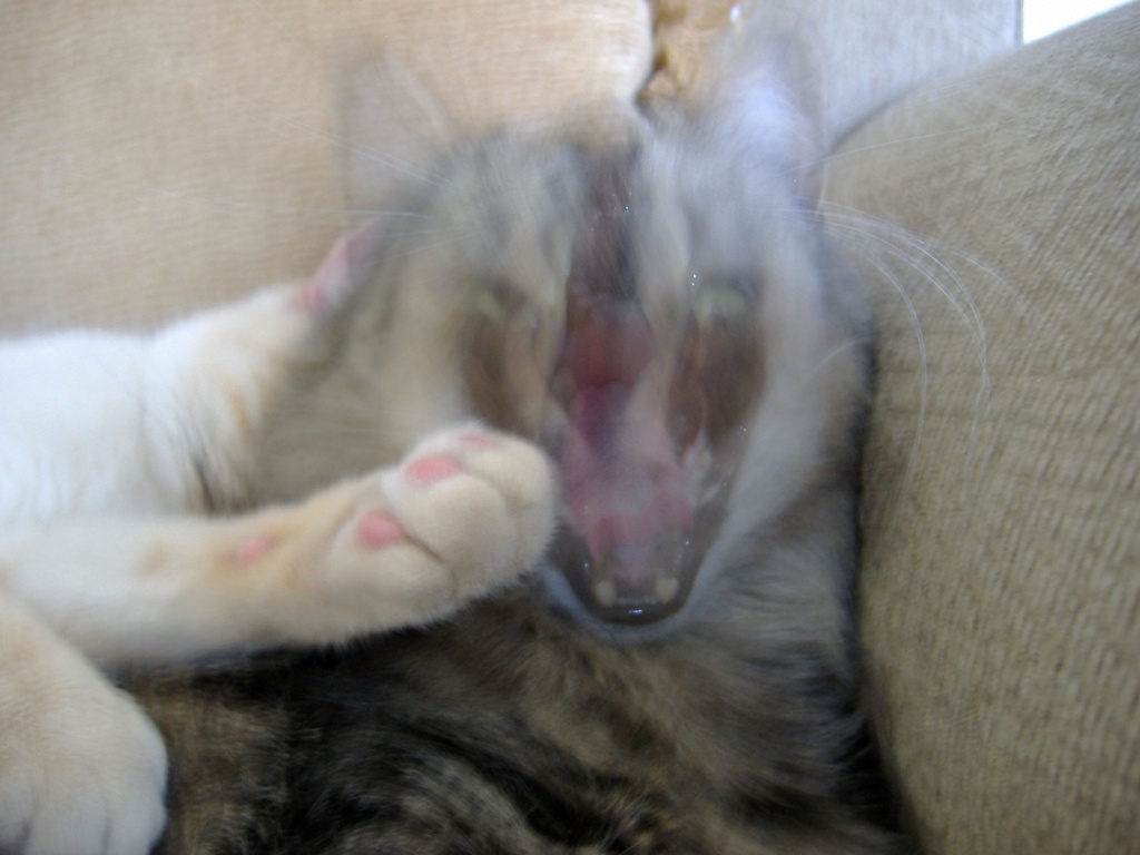 The Yawn.... scary by dianezelia