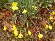 12th Apr 2011 - Daffodils