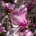I think It's a Tulip Tree by herussell