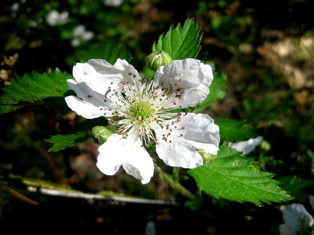 Blackberry Blossum, by vernabeth