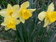 14th Apr 2011 - Little daffodil with his family