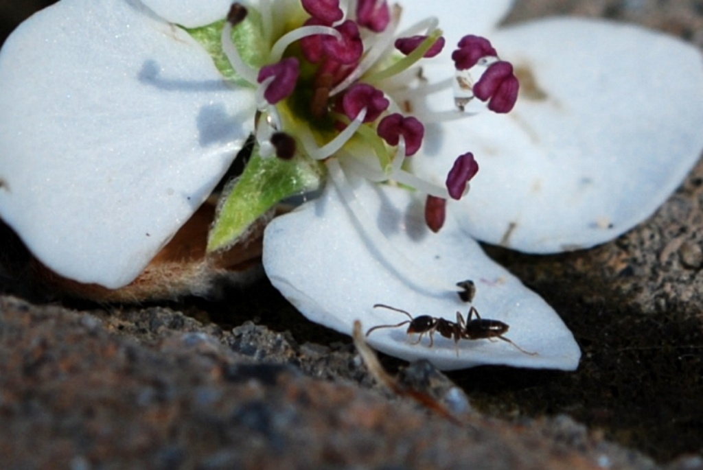 Ant on Callery Pear Blossom on the Front Walk by sharonlc