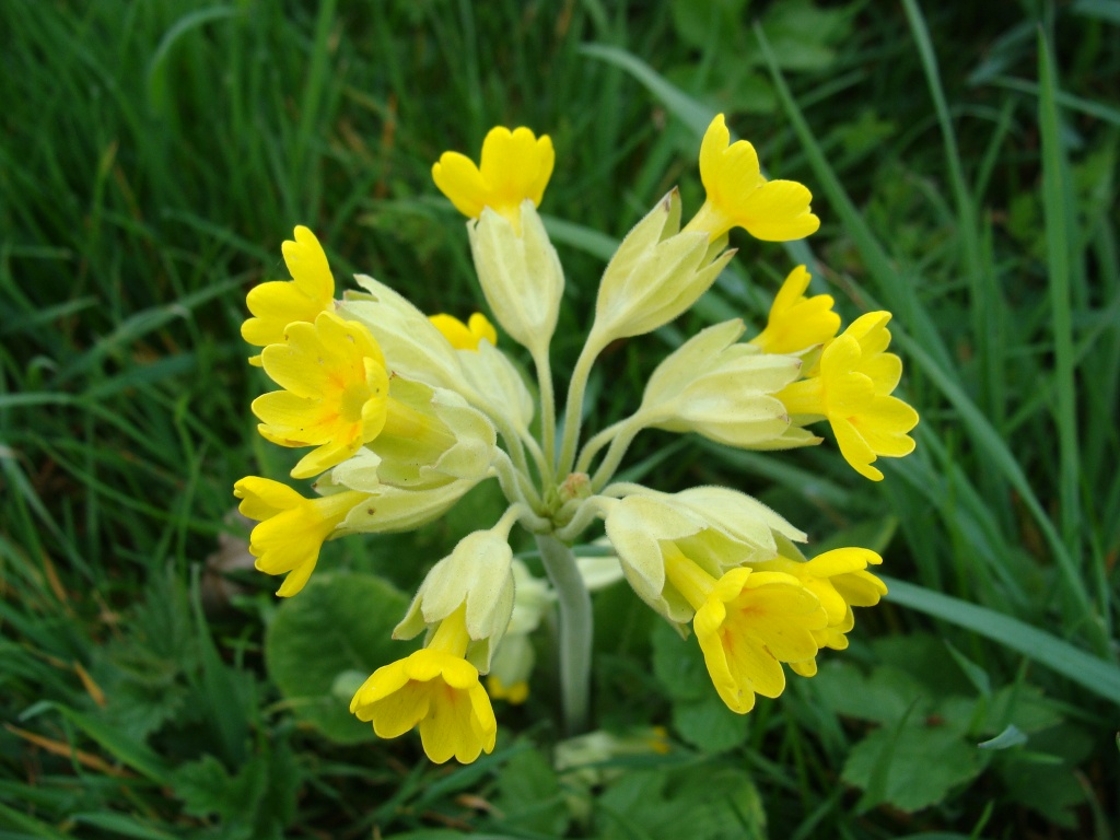 Cowslips by busylady