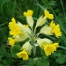 Cowslips by busylady