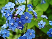 14th Apr 2011 - Omphalodes verna