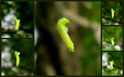 14th Apr 2011 - Caterpillar spinning a cocoon