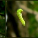 Caterpillar spinning a cocoon by cjwhite