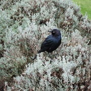 15th Apr 2011 - Blackbird, Blackbird