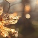 All that glitters is gold by lily