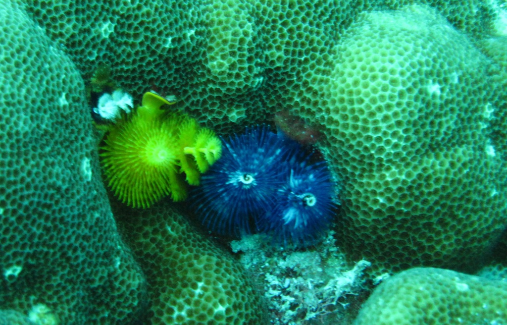 Christmas Tree worms on coral by lbmcshutter